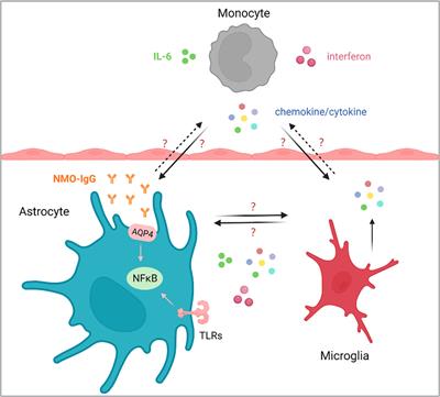 Commentary: Targeting chemoattractant chemokine (C–C motif) ligand 2 derived from astrocytes is a promising therapeutic approach in the treatment of neuromyelitis optica spectrum disorders